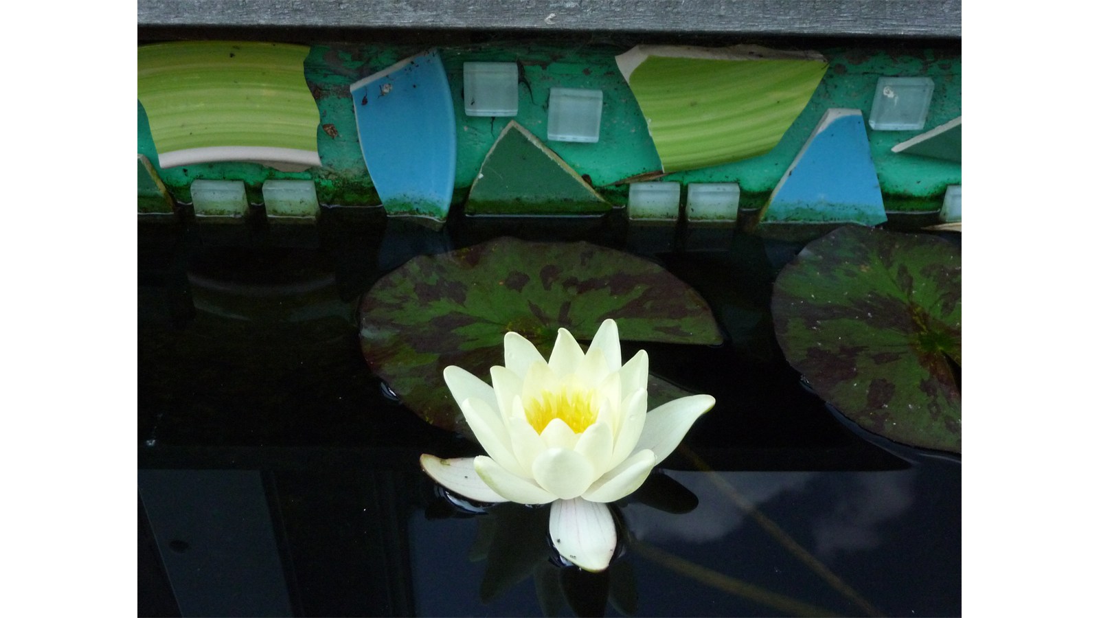 Raumkontrast Simone Hillebrand Seerose