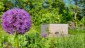 50 Garten